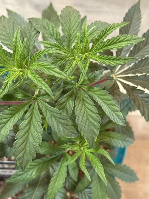 Garlic Mint Sherbert ✨. Week 4