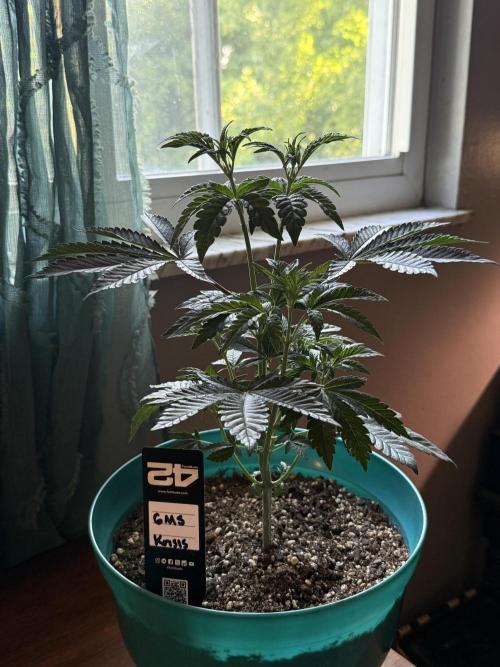 Garlic Mint Sherbert ✨. Week 4