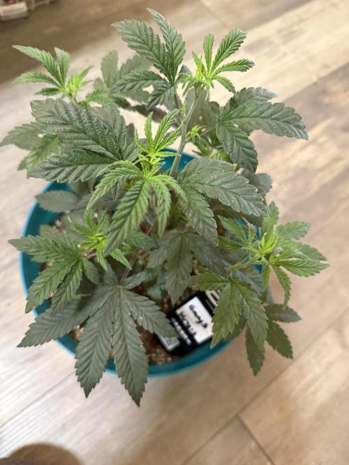 Gary Sherbet ✨. Week 4