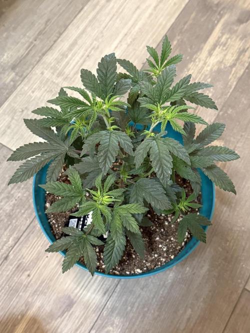 Gary Sherbet ✨. Week 4