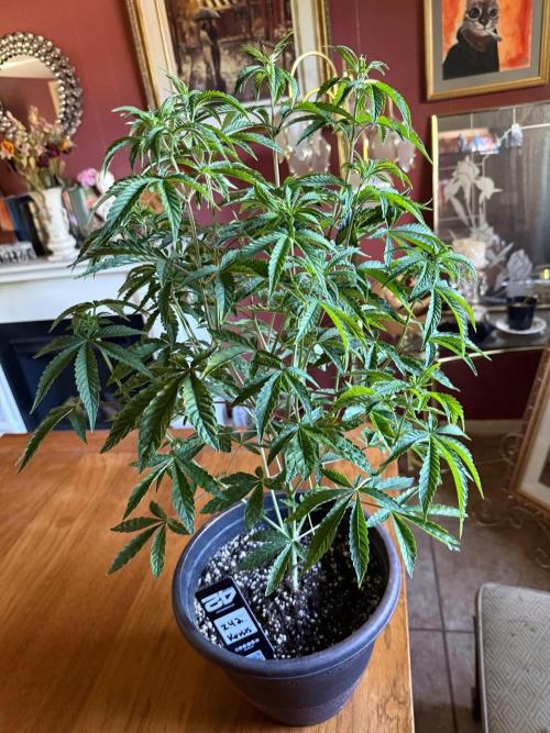 Z42 ✨. Week 6