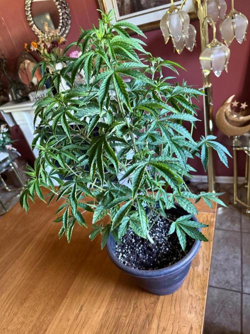 Z42 ✨. Week 6