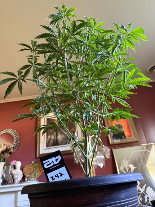 Z42 ✨. Week 6