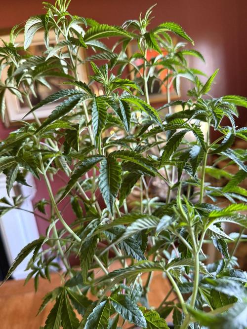 Z42 ✨. Week 6