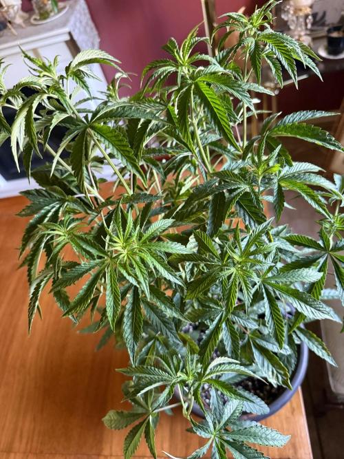 Z42 ✨. Week 6