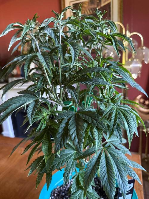 Garlic Mint Sherbert ✨. Week 6