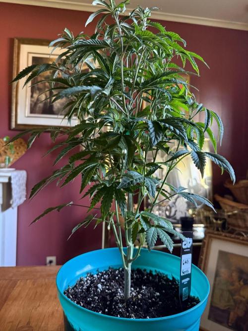 Garlic Mint Sherbert ✨. Week 6