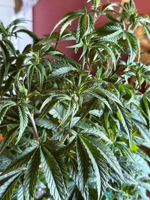 Garlic Mint Sherbert ✨. Week 6