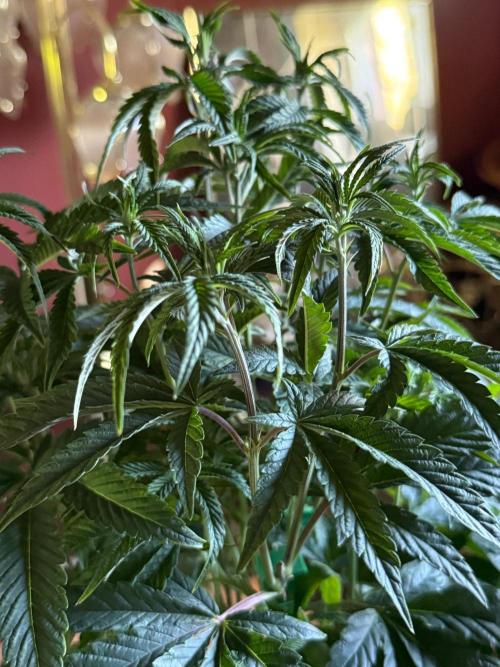 Garlic Mint Sherbert ✨. Week 6