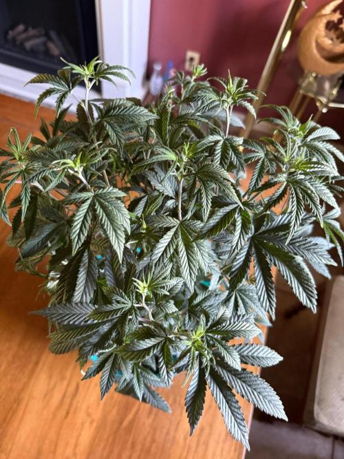 Gary Sherbet ✨. Week 6