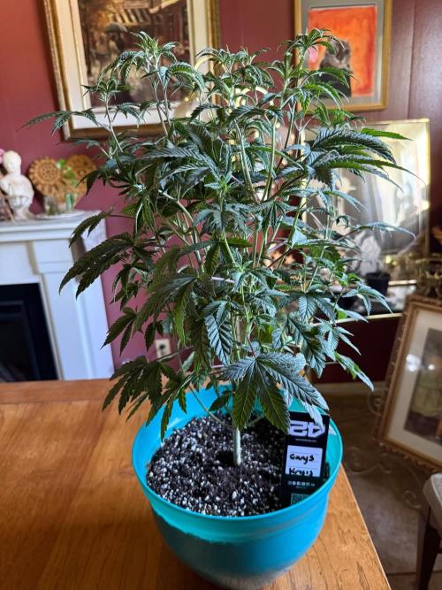 Gary Sherbet ✨. Week 6