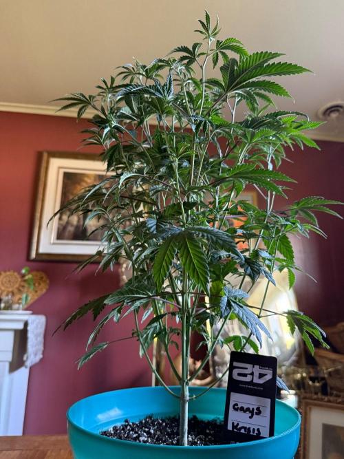 Gary Sherbet ✨. Week 6