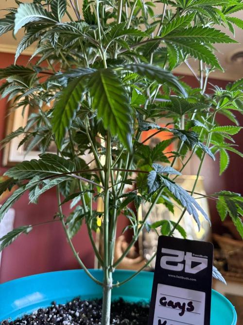 Gary Sherbet ✨. Week 6