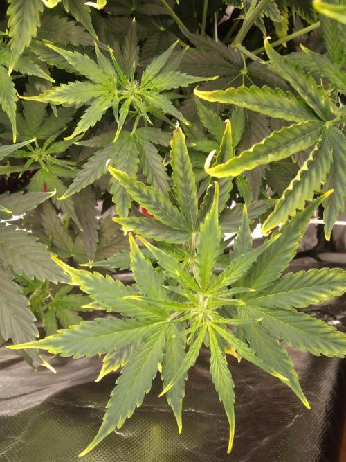 issues. Week 6 - what kind of an issue is this?