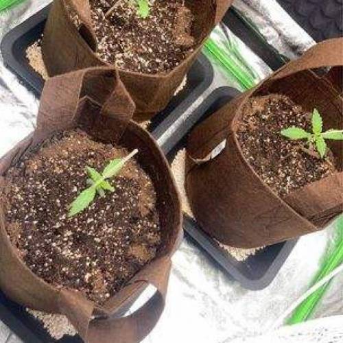 3 Plants Auto Think Different. Week 1