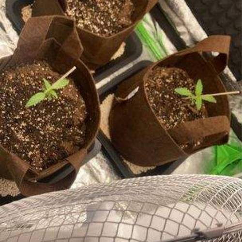 3 Plants Auto Think Different. Week 1