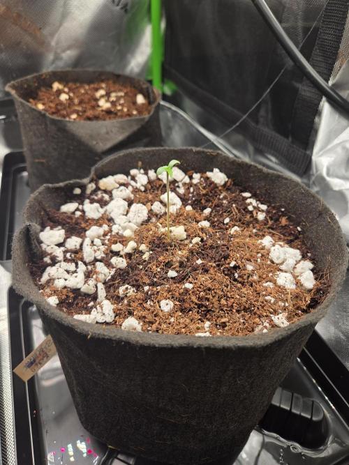 Grow #1. Week 1 - 7/18 - LSD auto #1