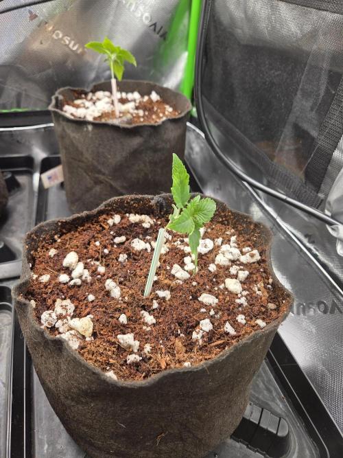 Grow #1. Week 1 - 7/25 - LSD auto #1