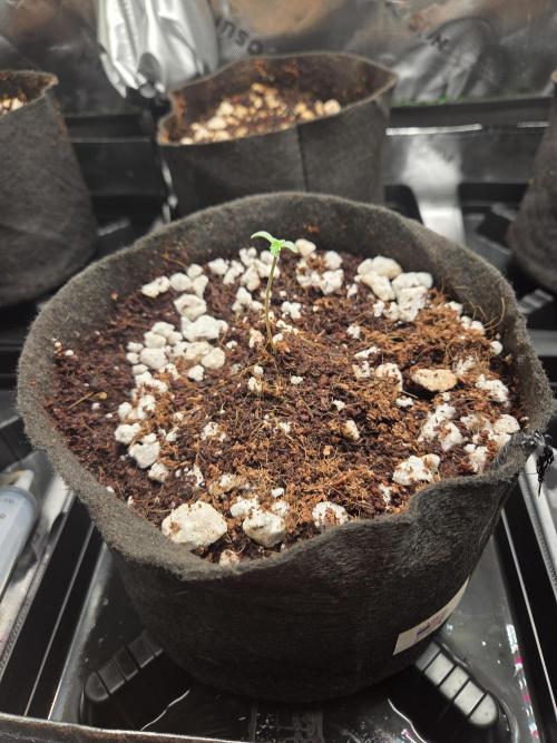 Grow #1. Week 1 - 7/20 - Permanent Marker auto #1