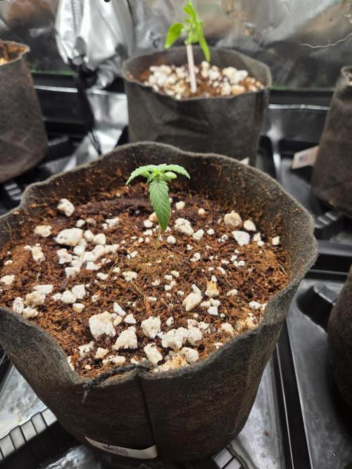 Grow #1. Week 1 - 7/25 ‐ Permanent Marker auto #1