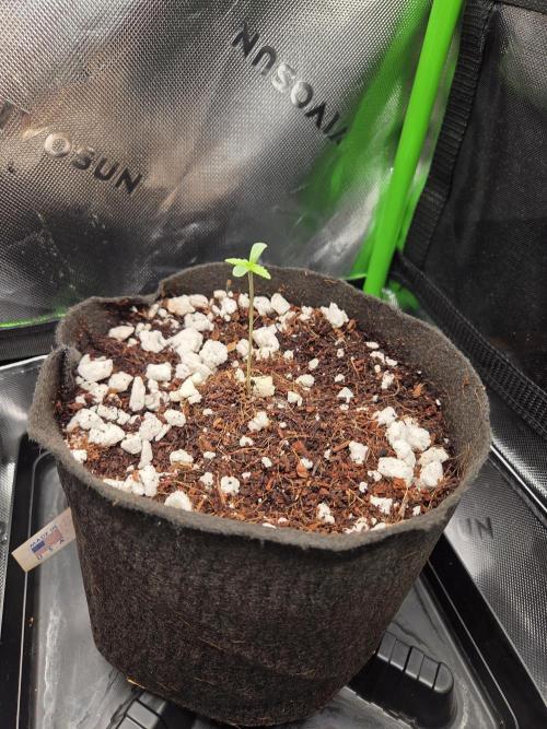 Grow #1. Week 1 - 7/20 - LSD auto #2