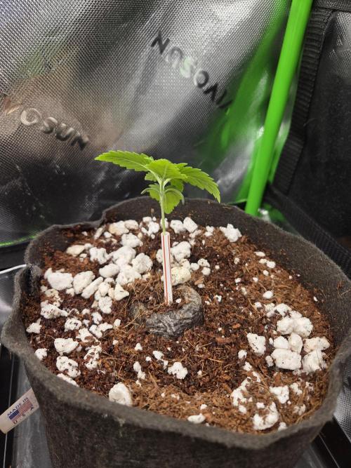Grow #1. Week 1 - 7/25 - LSD auto #2