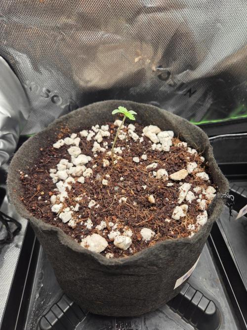 Grow #1. Week 1 - 7/18 - LSD auto #3