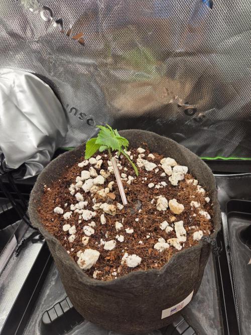 Grow #1. Week 1 - 7/25 - LSD auto #3