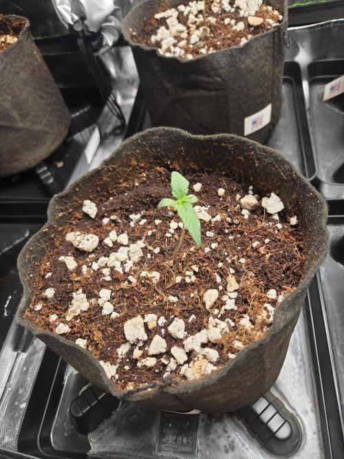 Grow #1. Week 1 - 7/22 - Permanent Marker auto #2
