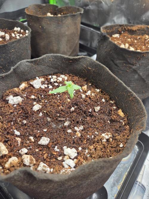 Grow #1. Week 1 - 7/25 - Permanent Marker auto #2