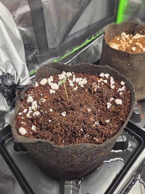 Grow #1. Week 1 - 7/22 - Love Potion auto