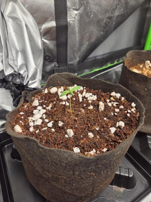 Grow #1. Week 1 - 7/25 - Love Potion auto