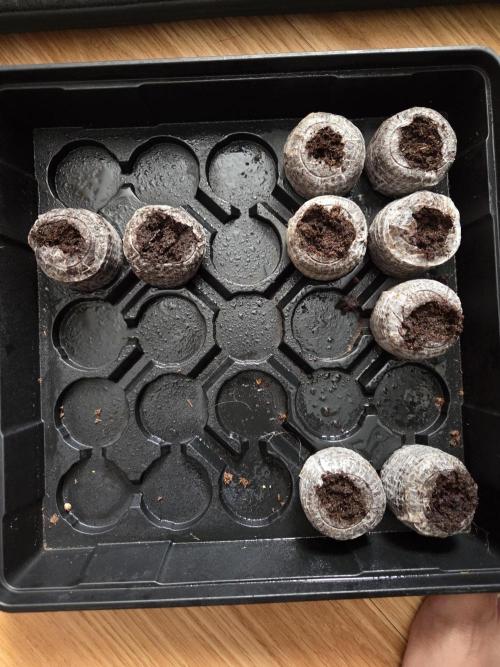 Grow #1. Week 0 - 7/15