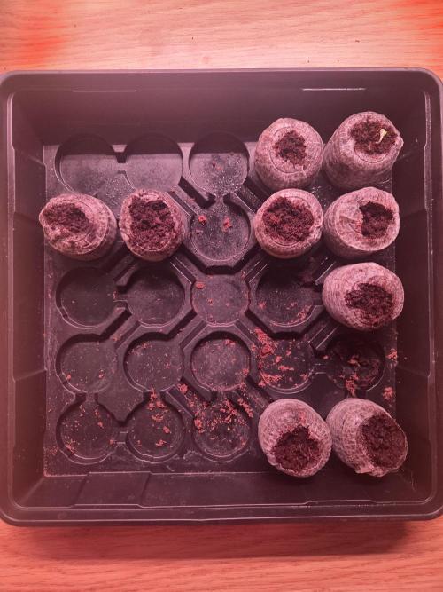 Grow #1. Week 0 - 7/16