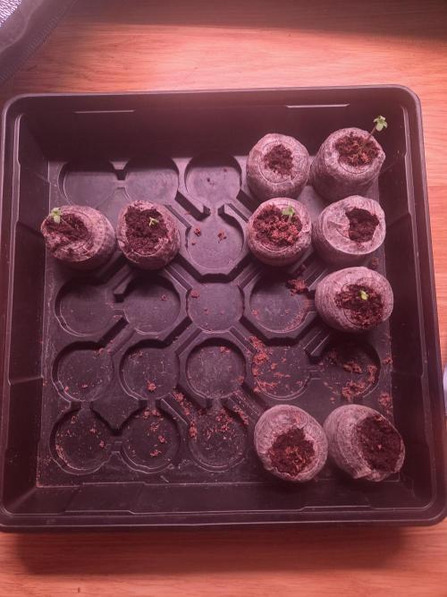 Grow #1. Week 0 - 7/17