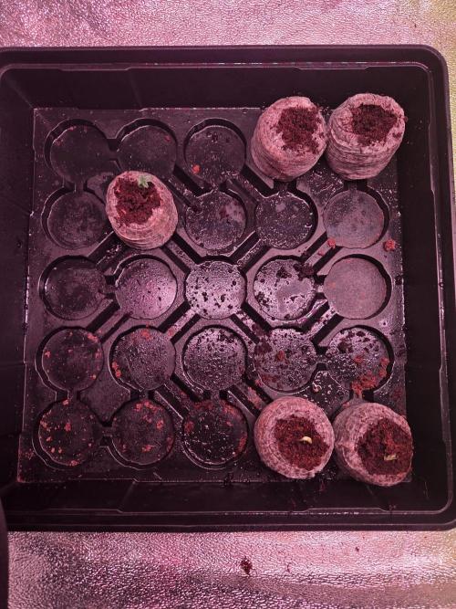 Grow #1. Week 0 - 7/18 - Transplanted x2 LSD autos into 1gal fabric pots