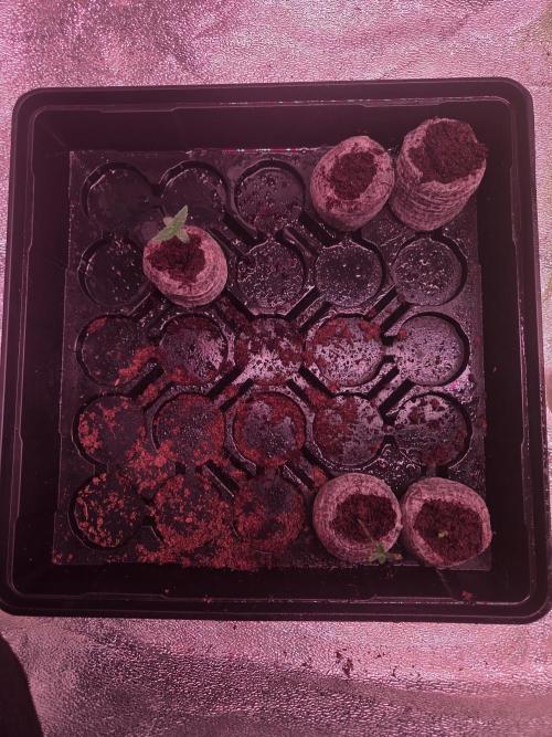 Grow #1. Week 0 - 7/19 - Transplanted x1 LSD auto, x2 Permanent Marker auto, x1 Love Potion auto into 1gal fabric pots