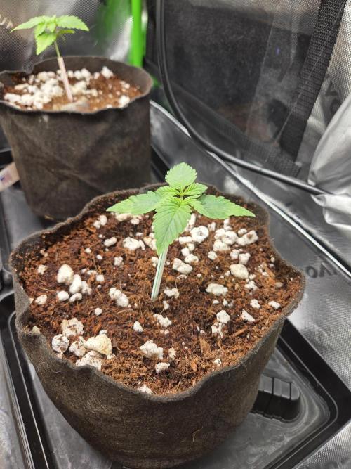 Grow #1. Week 2 - 7/26 - LSD auto #1