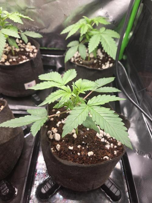 Grow #1. Week 2 - 8/1 - LSD auto #1