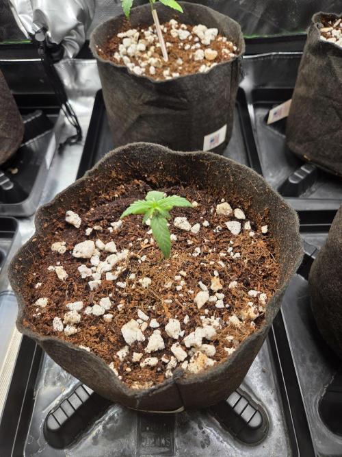 Grow #1. Week 2 - 7/26 - Permanent Marker auto #1
