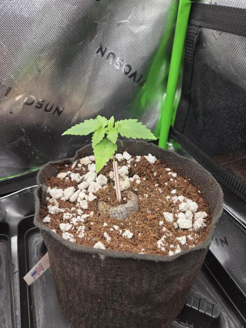 Grow #1. Week 2 - 7/26 - LSD auto #2