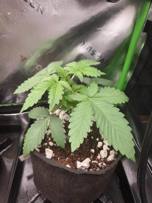 Grow #1. Week 2 - 8/1 - LSD auto #2