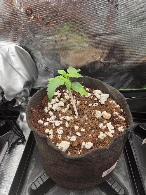 Grow #1. Week 2 - 7/26 - LSD auto #3