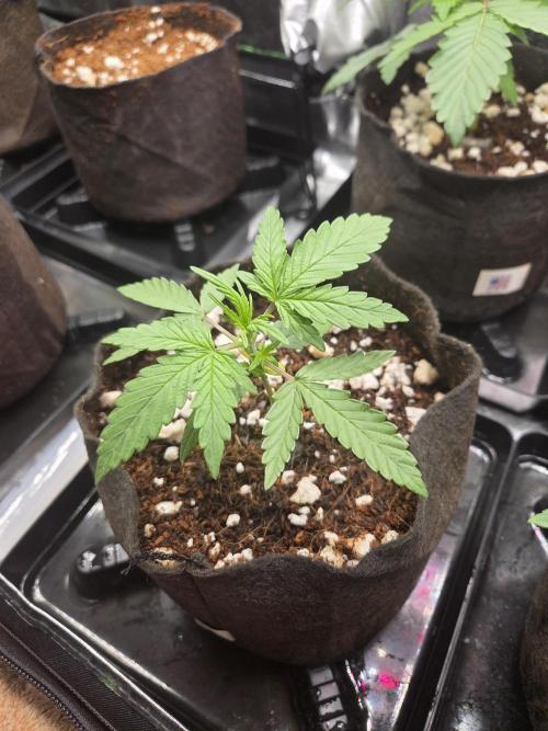 Grow #1. Week 2 - 8/1 - Permanent Marker auto #2
