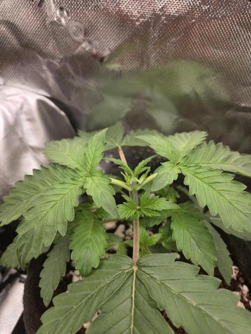 Grow #1. Week 2 - 8/1 - Topped LSD auto #3