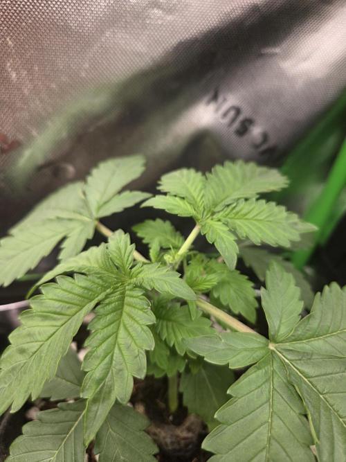 Grow #1. Week 2 - 8/1 - Topped LSD auto #2
