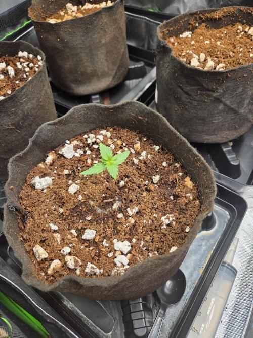 Grow #1. Week 2 - 7/26 - Permanent Marker auto #2