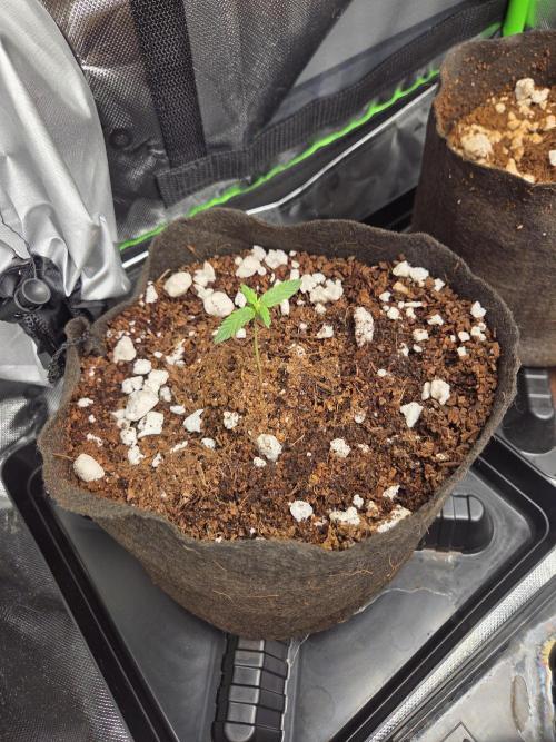 Grow #1. Week 2 - 7/26 - Love Potion Auto