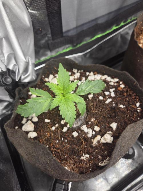 Grow #1. Week 2 - 8/1 - Love Potion auto