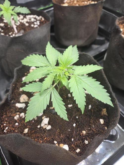 Grow #1. Week 2 - 8/1 - Permanent Marker auto #1